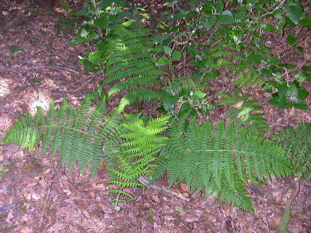 Image of Dryopteris oligodonta (Desv.) Pic. Serm.