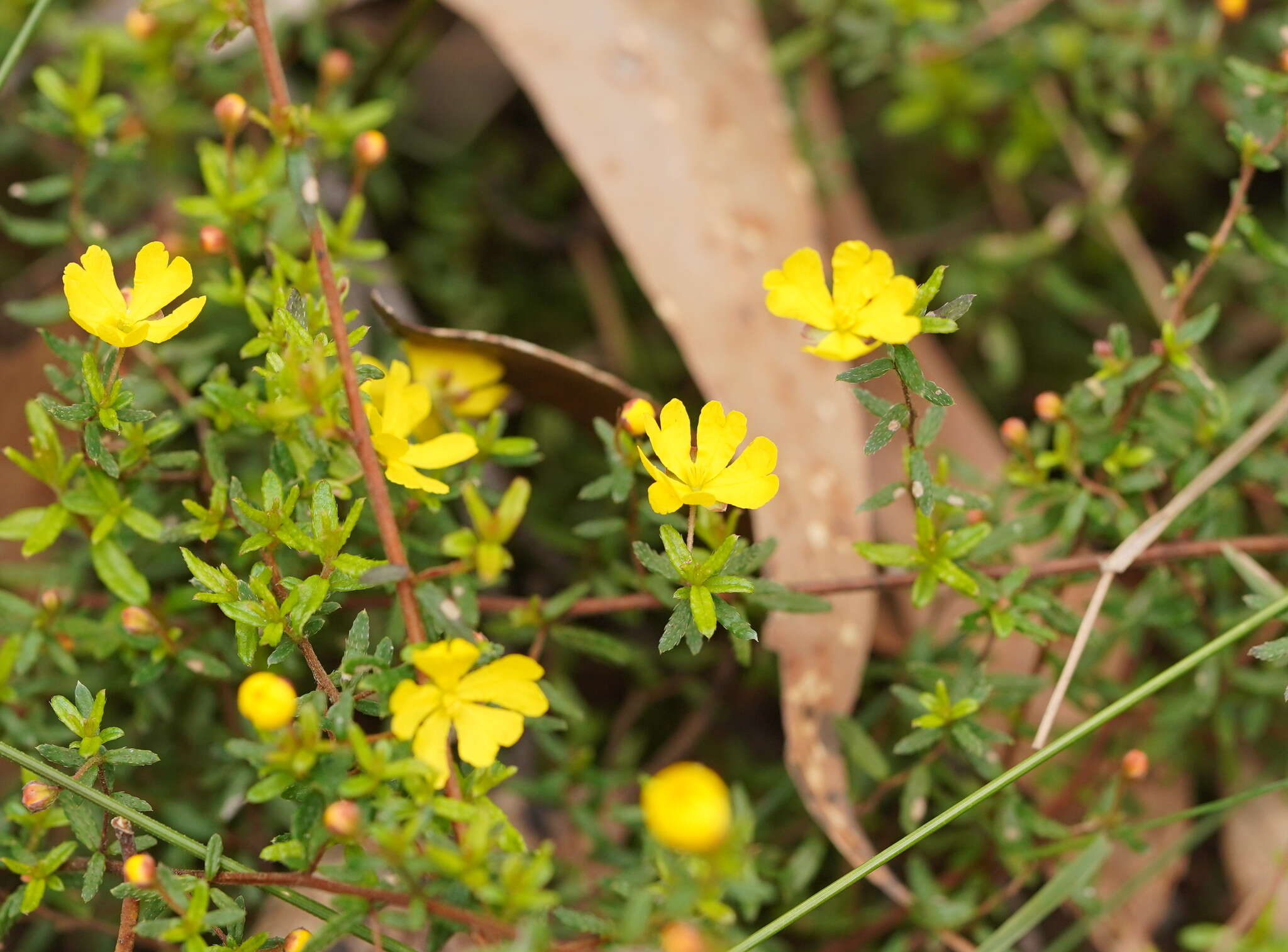 Image of Hibbertia empetrifolia subsp. empetrifolia