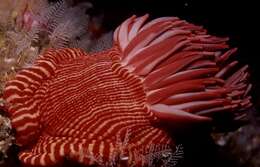 Image of Spinnaker anemone