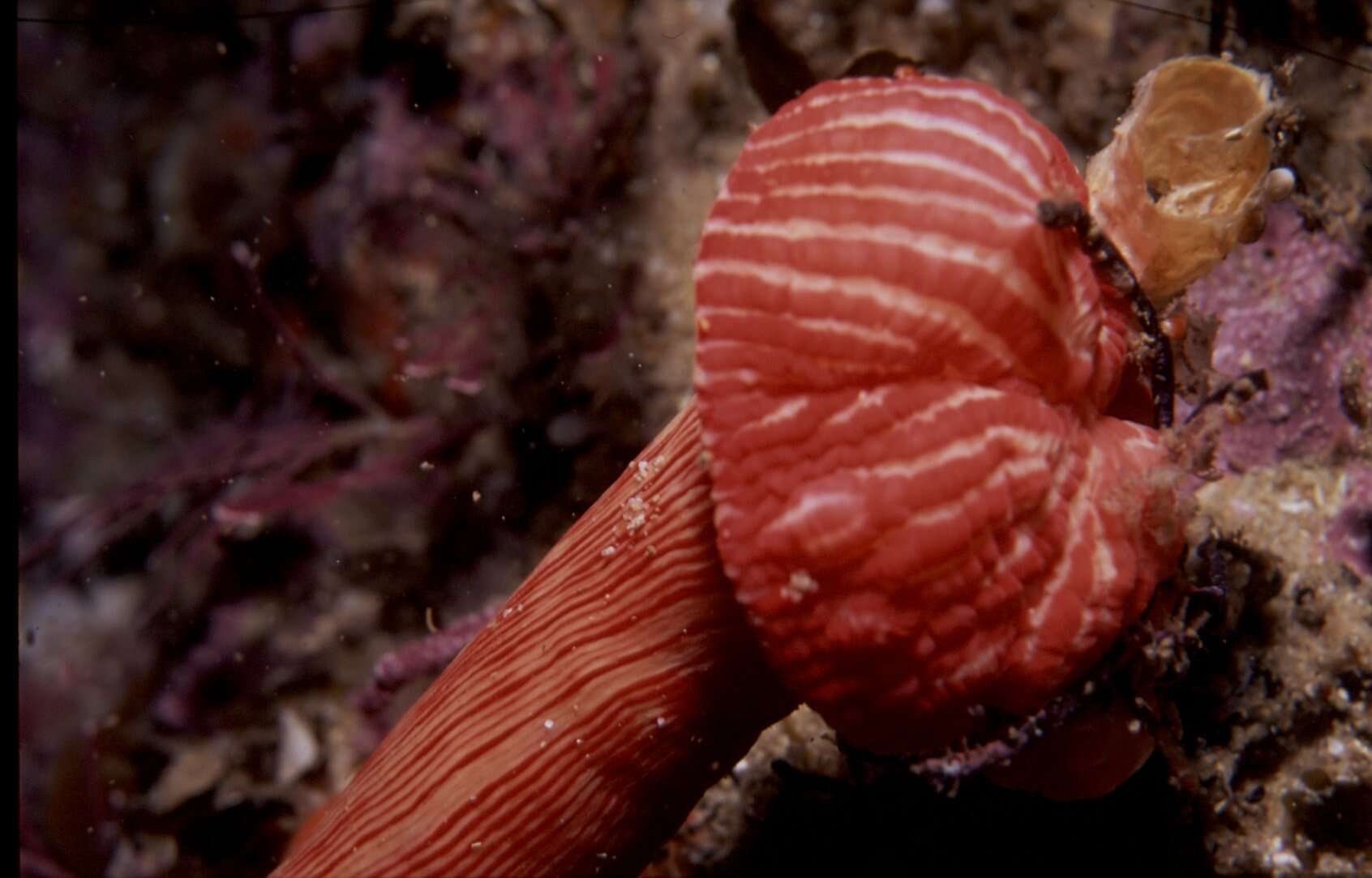 Image of Spinnaker anemone