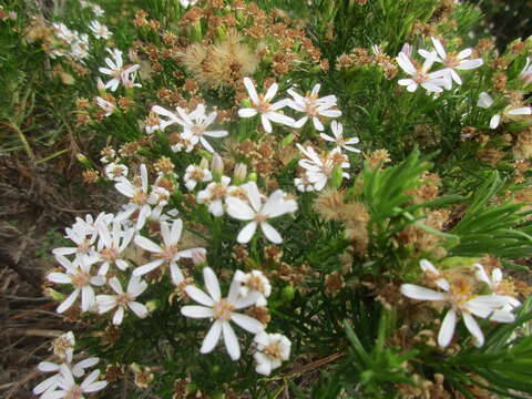 Imagem de Olearia glutinosa (Lindl.) Benth.