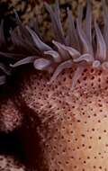 Image of Knobbly anemone