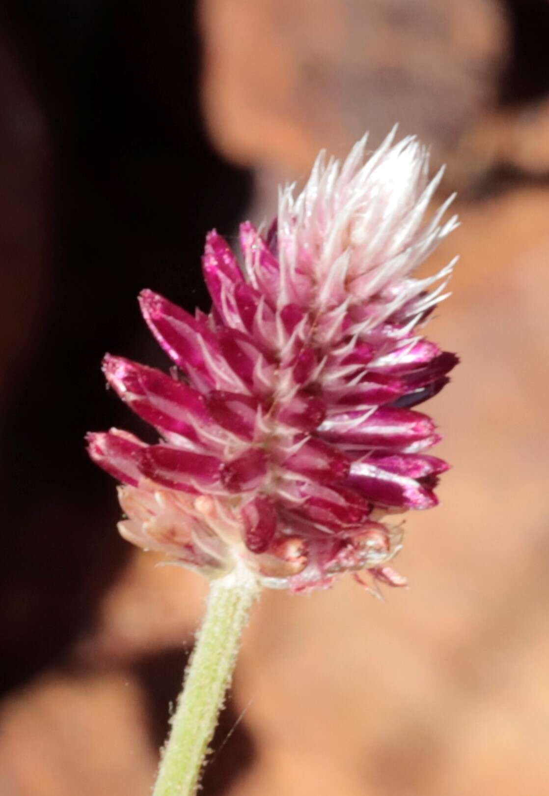 Image of Ptilotus spicatus F. Müll. ex Benth.