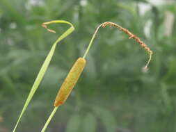 Image of graceful cattail