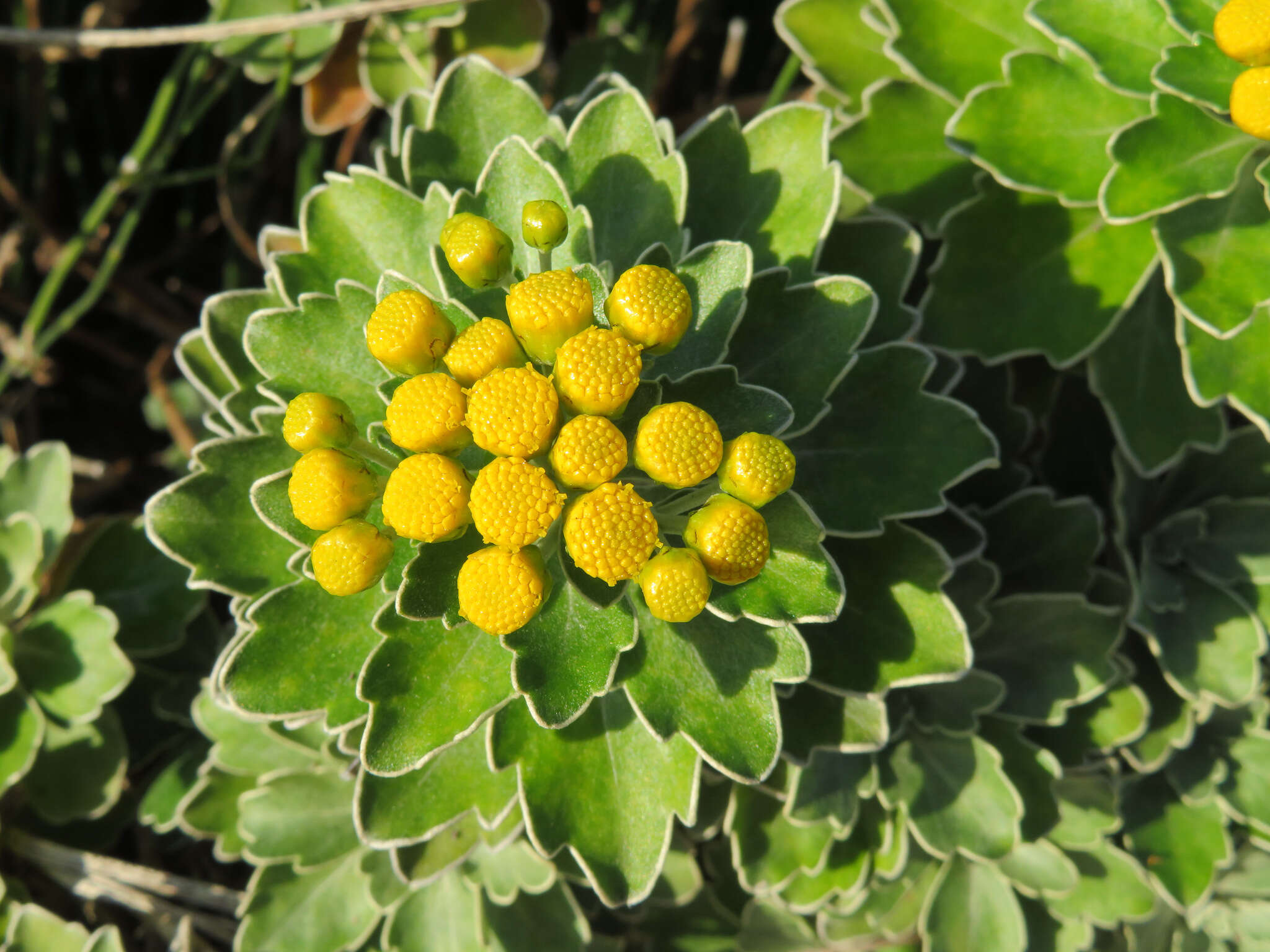 Image of Ajania pacifica (Nakai) K. Bremer & C. J. Humphries