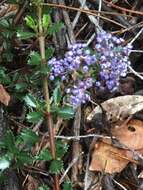 Image of Mt. Vision ceanothus