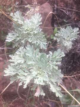 Image of Artemisia thuscula Cav.