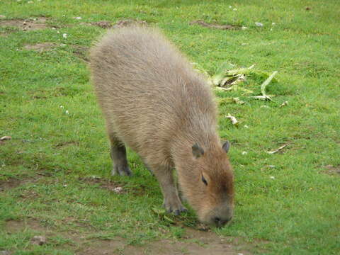 Image of Capybaras