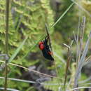 Image of Crimson-bodied Lichen Moth