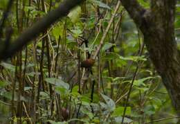 Image of Rufous-browed Wren