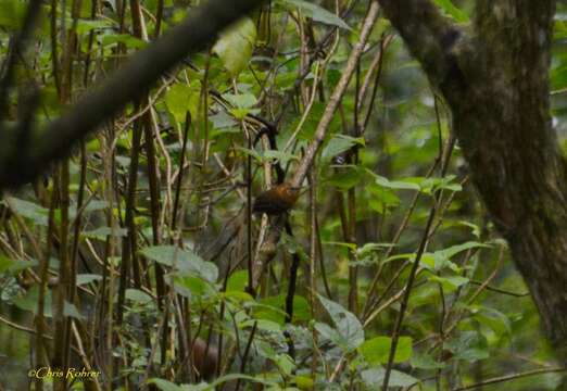 Image of Rufous-browed Wren