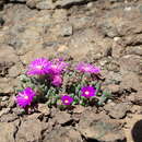 Delosperma basuticum L. Bol. resmi