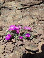 صورة Delosperma basuticum L. Bol.