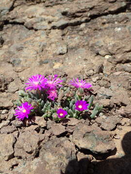 Delosperma basuticum L. Bol. resmi