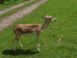 Image of Blackbuck