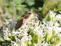 صورة Hypselonotus punctiventris Stål 1862