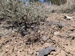 Image of mourning milkvetch