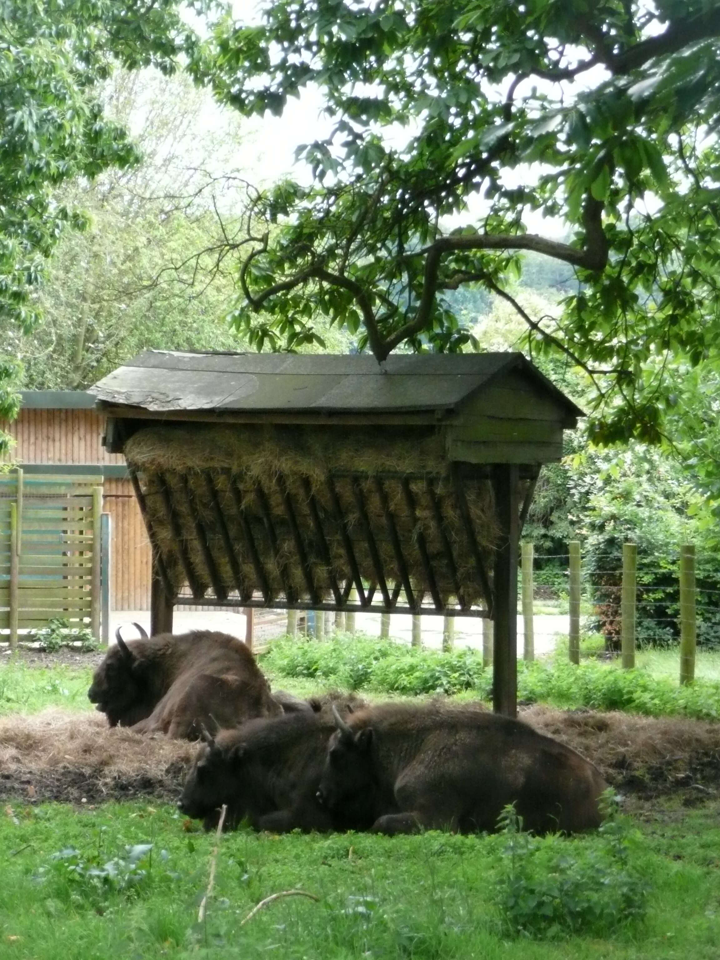 Image of European Bison