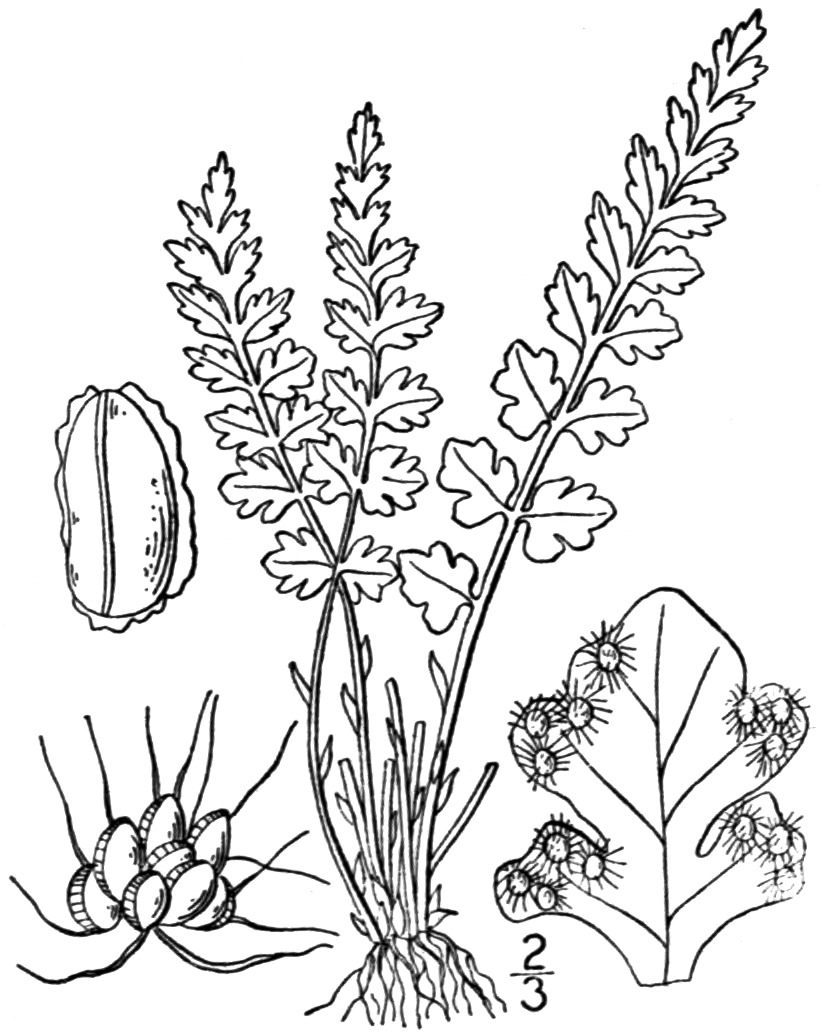 Woodsia alpina (rights holder: )