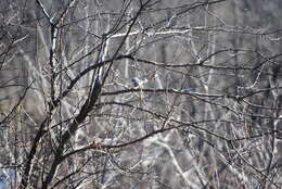 Image of American Titmice