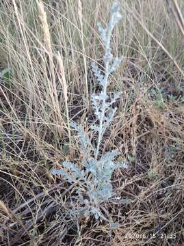 Image of Seriphidium nitrosum (Weber ex Stechm.) Poljakov