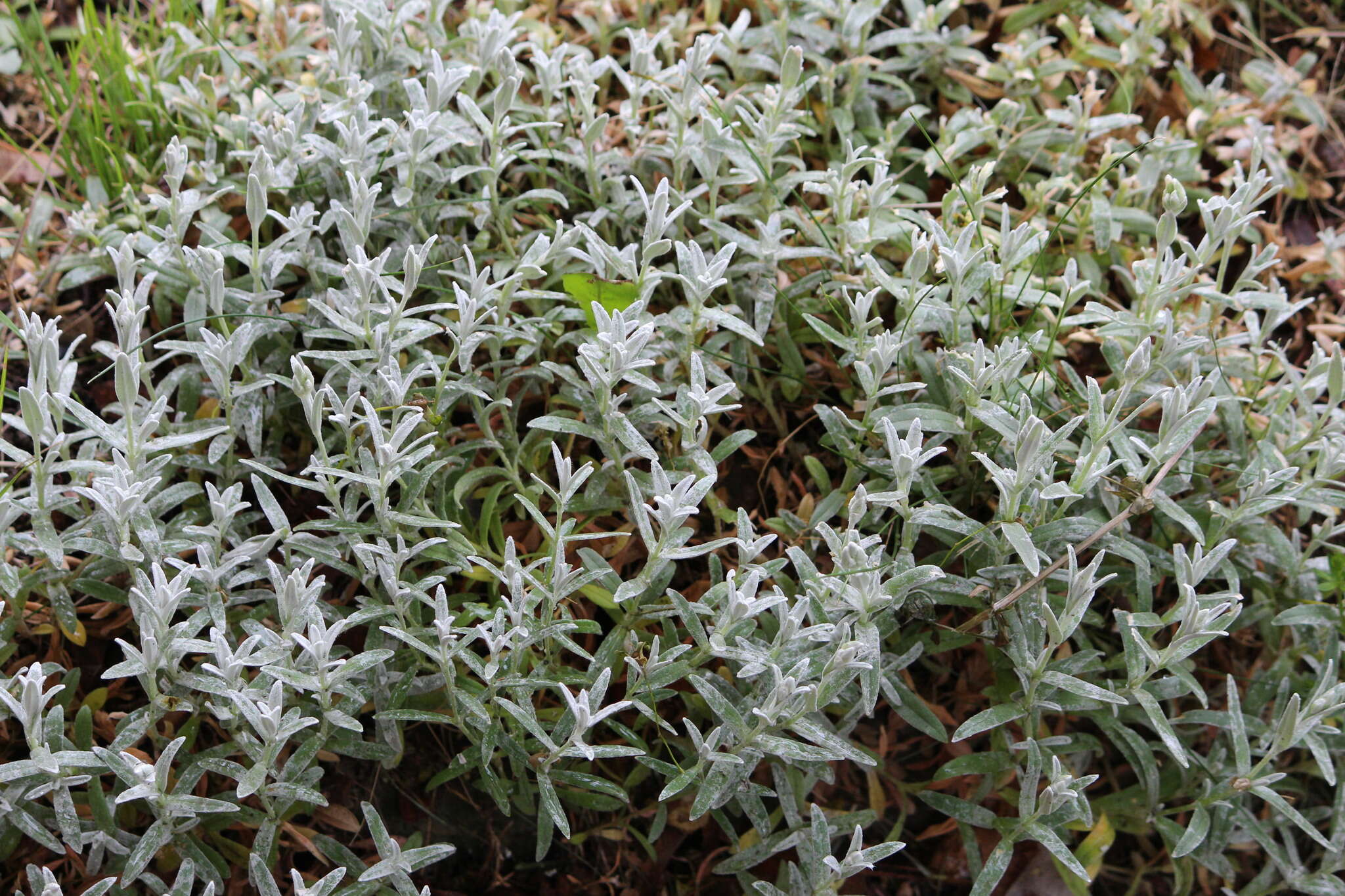 Image of Snow-in-summer