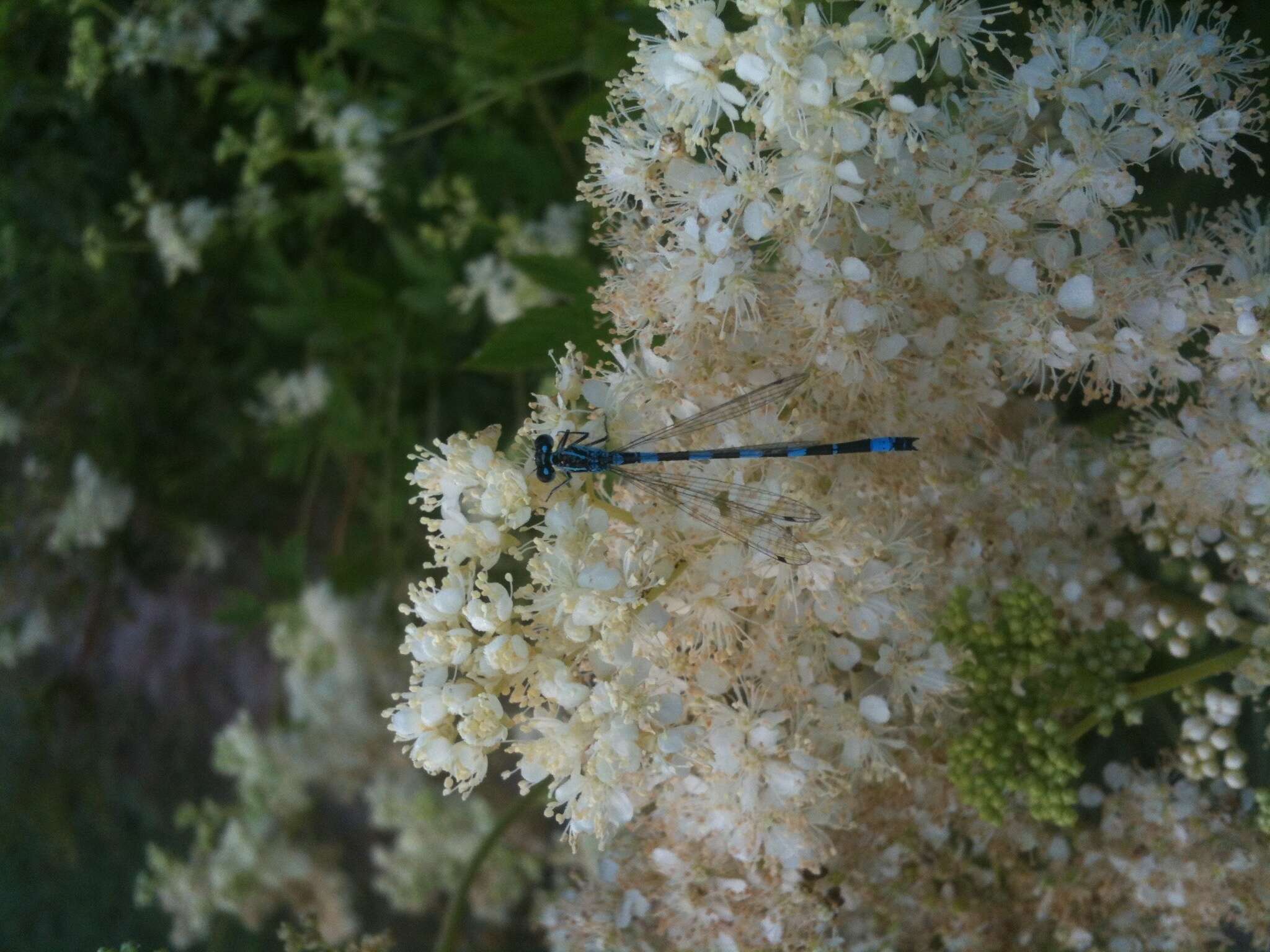 Image of Southern Damselfly