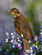 Image of thrushes