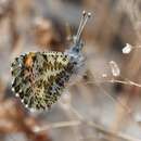 Image of Southwestern Orangetip