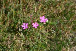 Слика од Dianthus deltoides L.