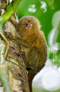 Image of pygmy marmoset