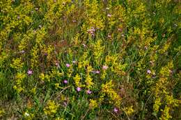 Image of Lady's Bedstraw