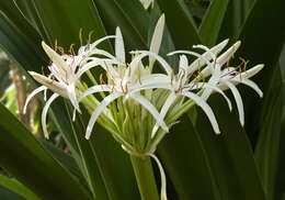 Image of Mangrove lily