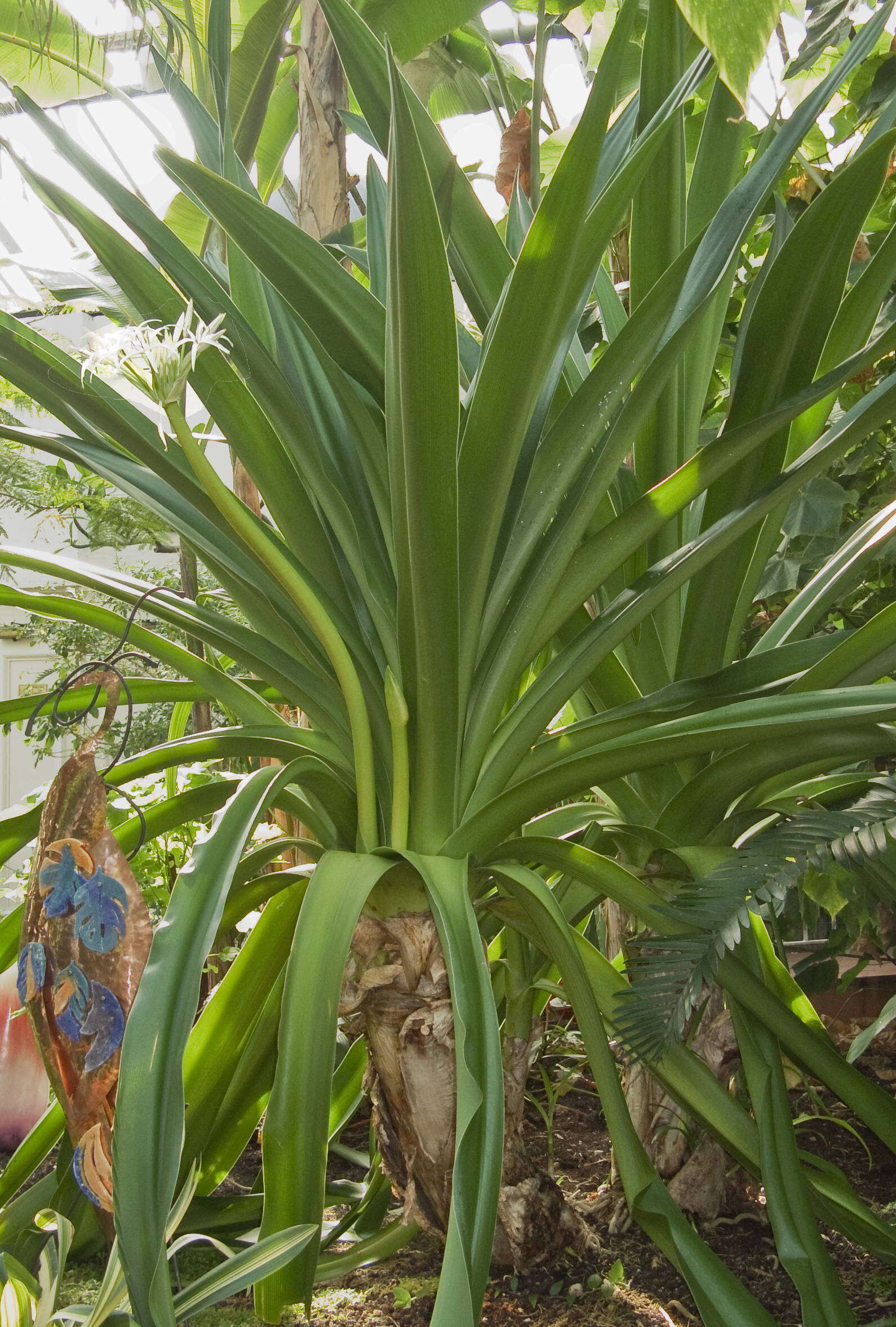 Image of Mangrove lily