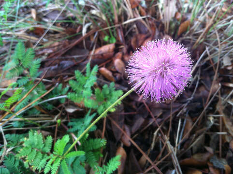 Image of fourvalve mimosa