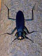 Image of Iridescent bark mantis