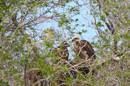 Image of Red-tailed Hawk