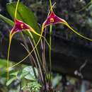 Imagem de Masdevallia macropus F. Lehm. & Kraenzl.