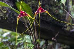 Image of Masdevallia macropus F. Lehm. & Kraenzl.