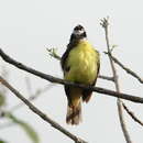 Image of White-ringed Flycatcher