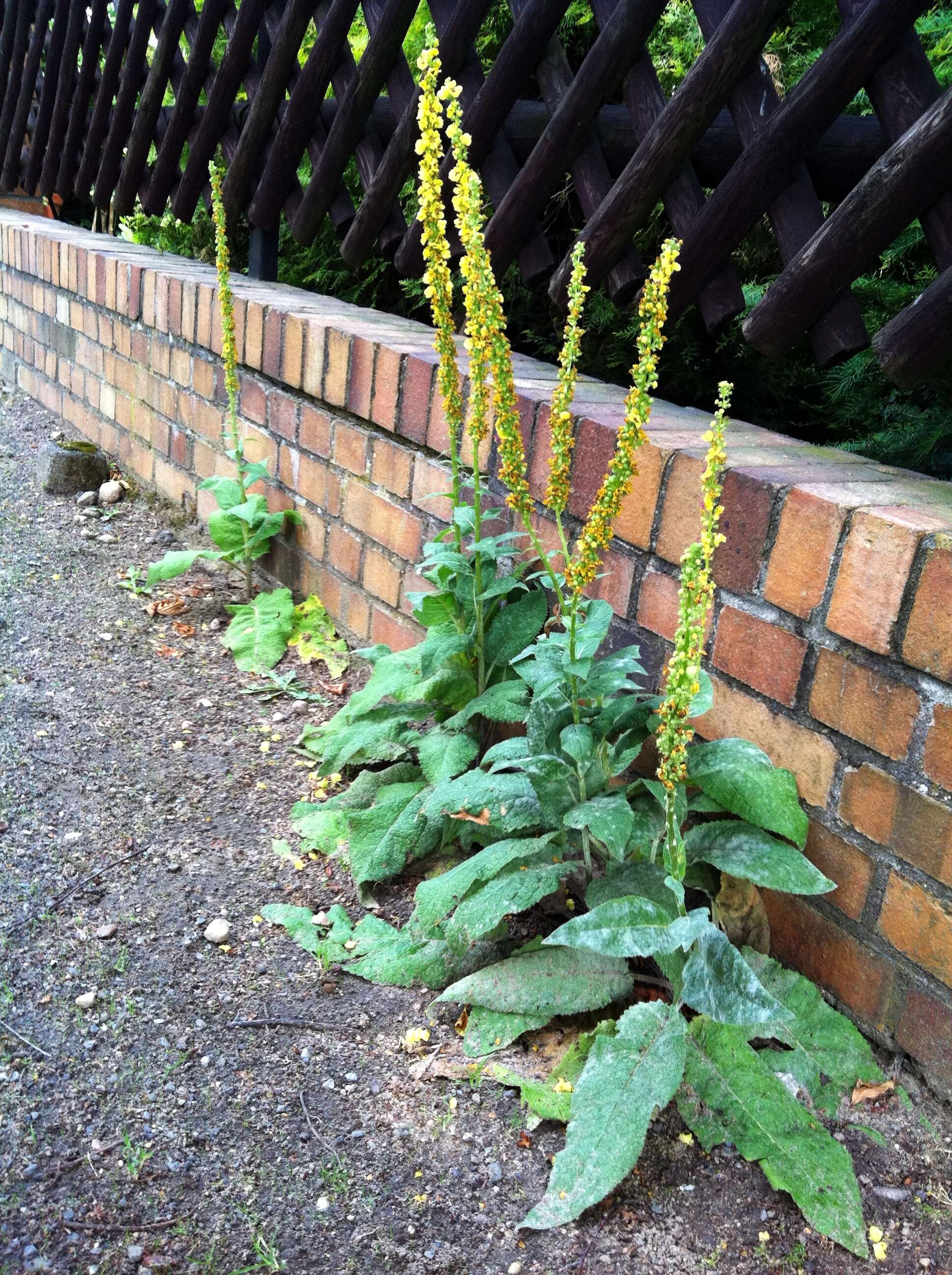 Verbascum nigrum L. resmi