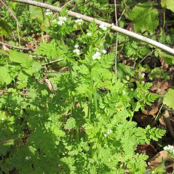 Image of Chaerophyllum tainturieri var. tainturieri