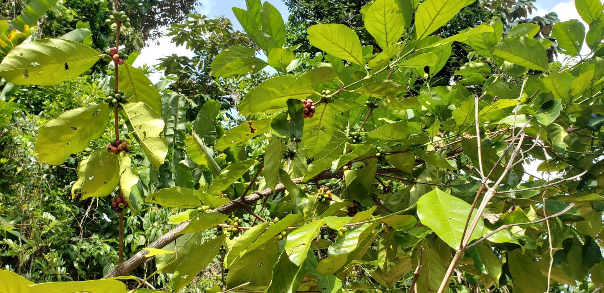 Plancia ëd Coffea liberica var. liberica