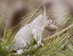 Image of Delmarva Peninsula fox squirrel