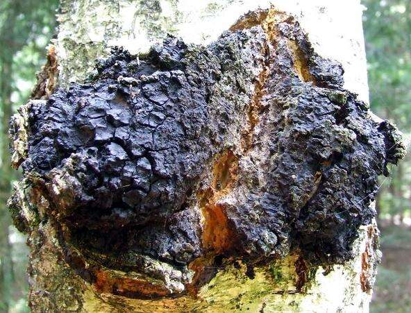 Image of Chaga