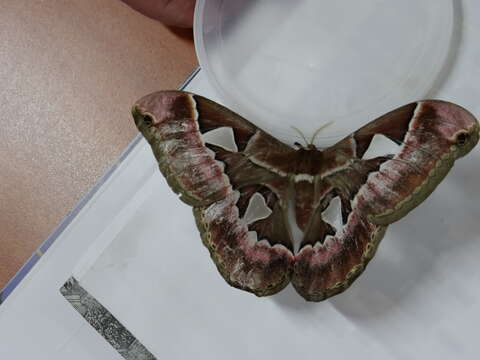 Image of Orizaba Silkmoth