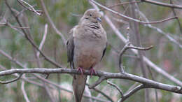 Image of American Mourning Dove