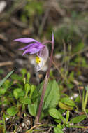 Image of calypso orchid