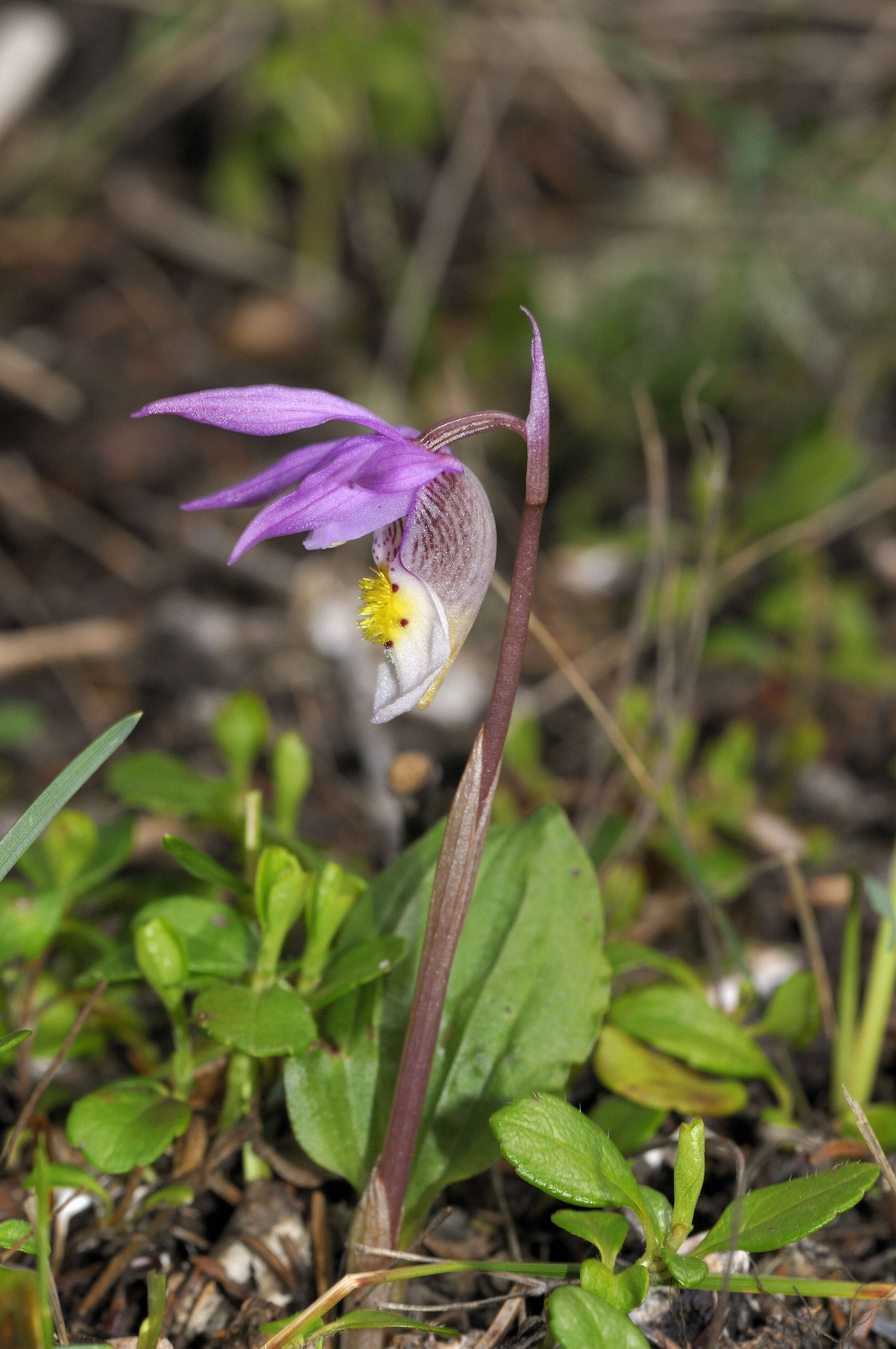 Image of calypso orchid