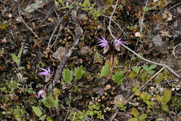 Image of calypso orchid